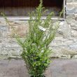 Taxus baccata