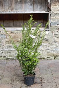 Taxus baccata