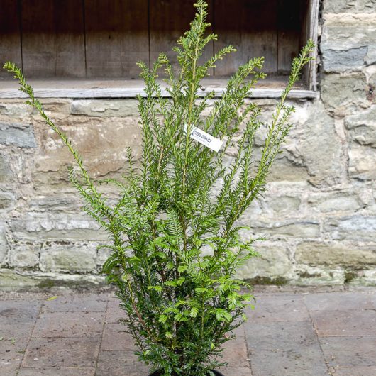 Taxus baccata