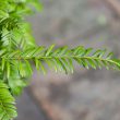 Taxus baccata