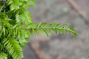 Taxus baccata