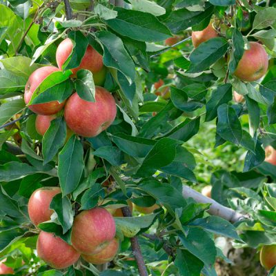 Apple Trees For Sale
