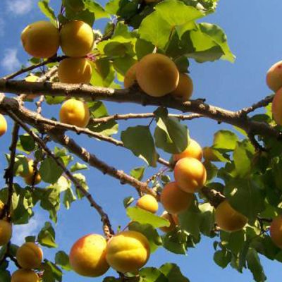 Apricot Trees For Sale