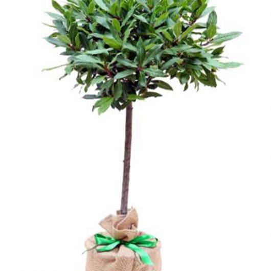 Ornamental Trees & Decorative Trees For Sale By Trees Direct