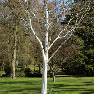 Birch Trees For Sale