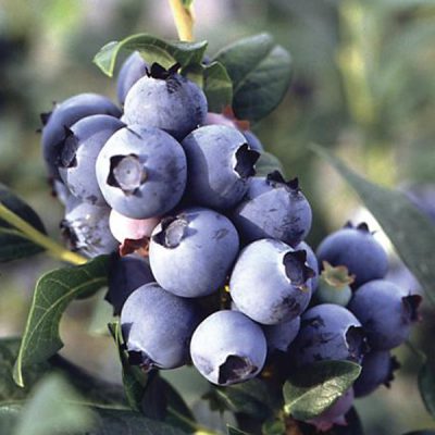 Blueberry Trees For Sale
