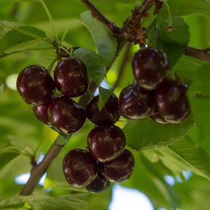 Cherry Trees