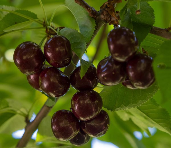 Cherry Trees For Sale & Buy Cherry Trees Online Trees Direct