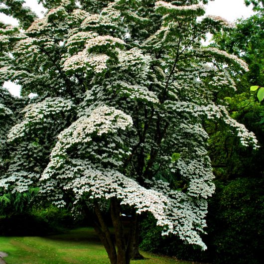 Ornamental Trees & Decorative Trees For Sale | By Trees Direct