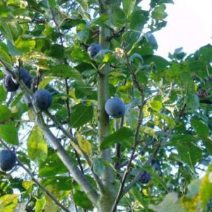 Damson Trees