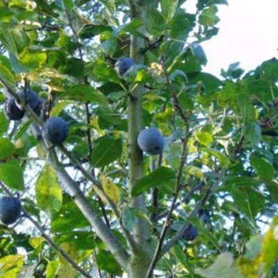 Damson Trees For Sale