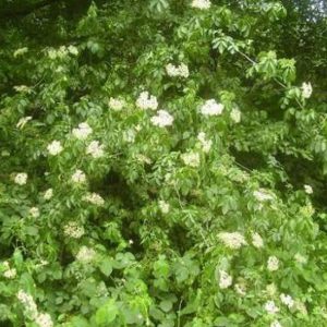 Elder Trees