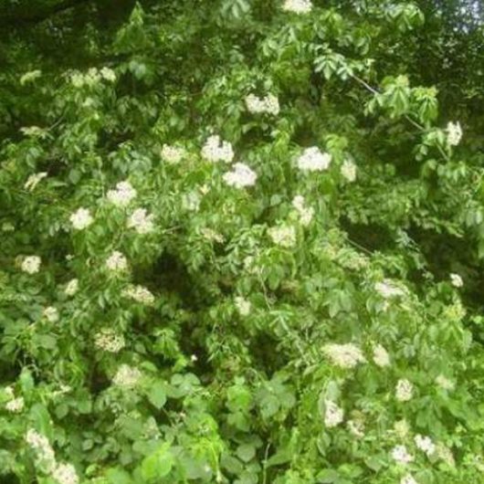 Fruit and Nut Trees For Sale Trees Direct