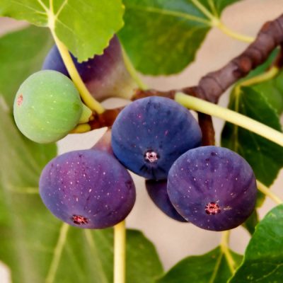 Fig Trees For Sale