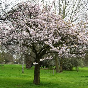 Flowering Cherry Trees