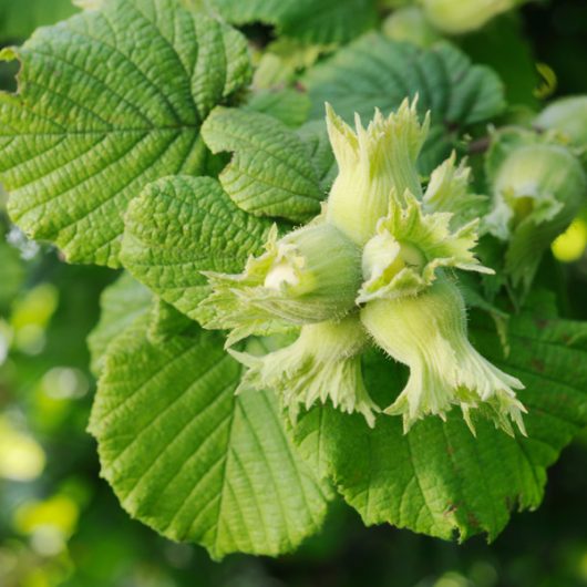 Hazel Trees
