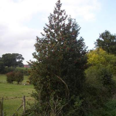Holly Trees For Sale