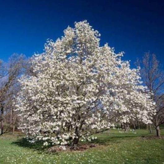 Ornamental Trees & Decorative Trees For Sale By Trees Direct