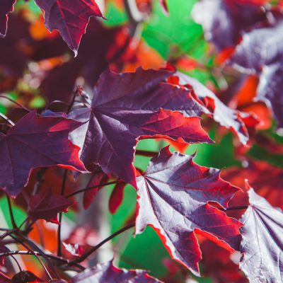 Japanese Maple Trees For Sale