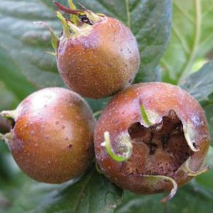 Medlar Trees