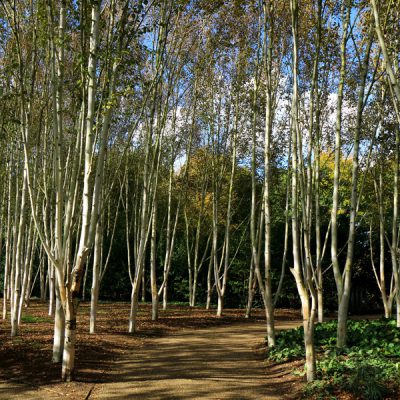 Native British Trees For Sale