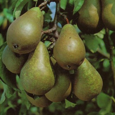 Pear Trees For Sale