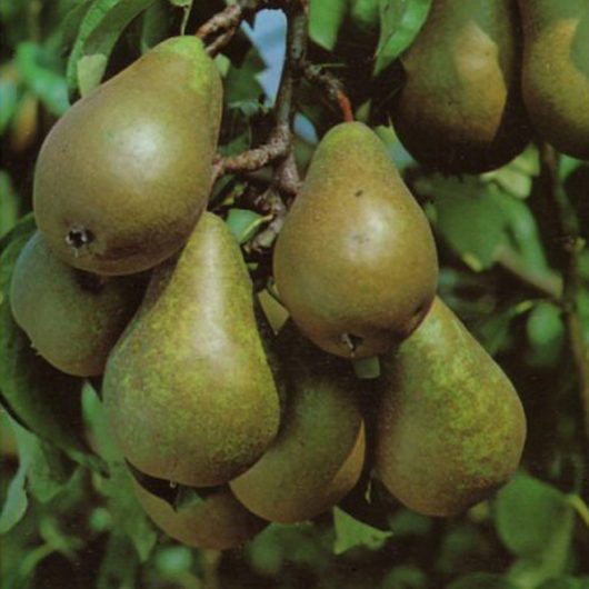 Pear Trees