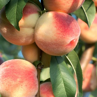 Peach Trees For Sale