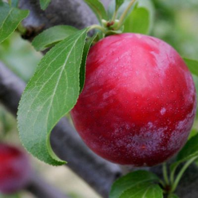 Plum Trees For Sale