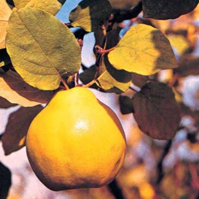 Quince Trees For Sale