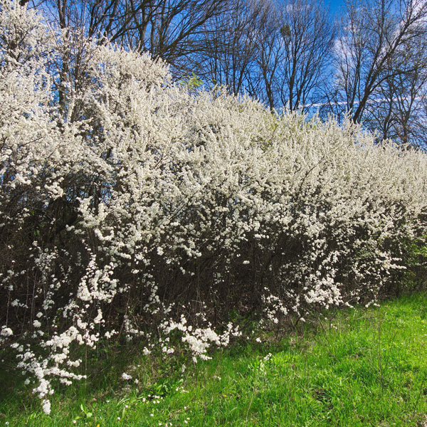 Shrubs Trees Direct Shrubs Trees Direct