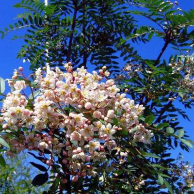 Sorbus Trees For Sale