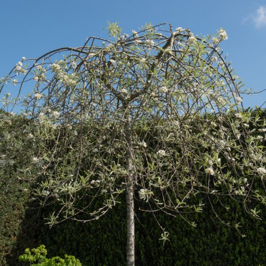 Ornamental Trees & Decorative Trees For Sale By Trees Direct