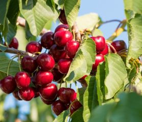 Wild Cherry (Prunus Avium)