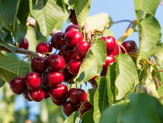 Wild Cherry (Prunus Avium)