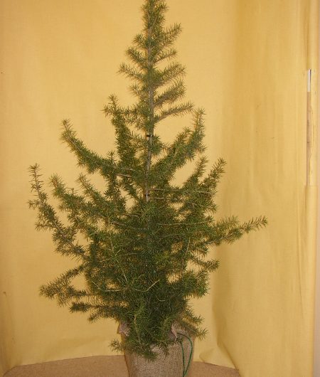 Cedar of Lebannon (Cedrus Libani)