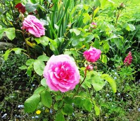Gertrude Jeykll Roses (Rosa Gertrude Jeykll)