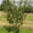 James Grieve Apple Trees (Malus domestica "James Grieve")