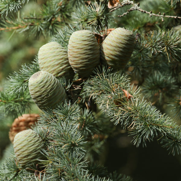 Cedar of Lebanon Trees Trees Direct