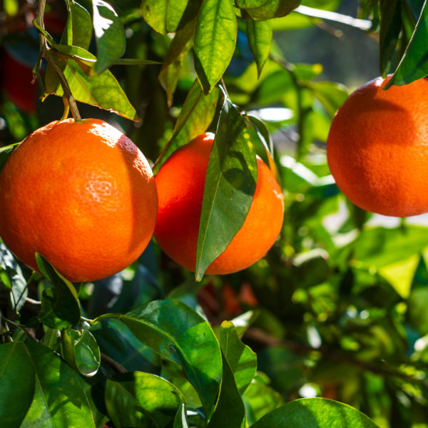 Blood Orange Tree For Sale Trees Direct