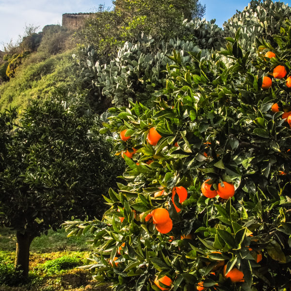 Blood Orange Tree For Sale Trees Direct
