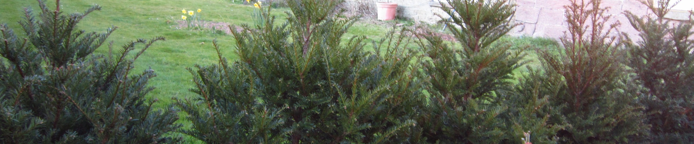 Trees For Sale Buy Trees Online In The UK Trees Direct Trees For Sale Buy Trees Online In The UK Trees Direct