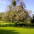 Apple Tree