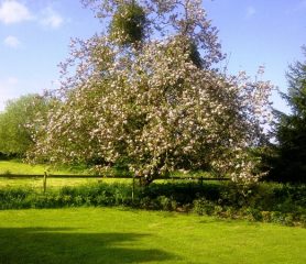 Apple Tree