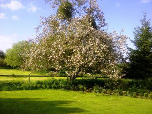 Apple Tree