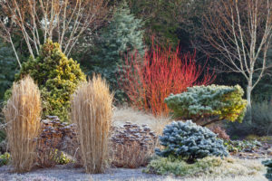 a frost covered garden