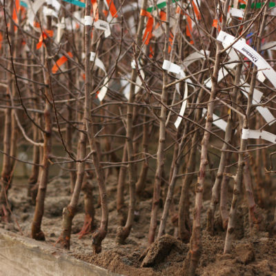 Bare Root Trees For Sale