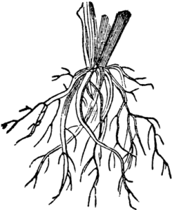 a diagram of fibrous roots