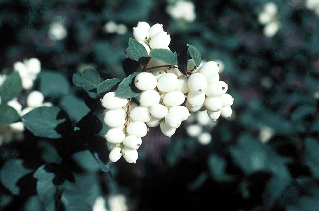 Snowberry Trees Direct Snowberry Trees Direct