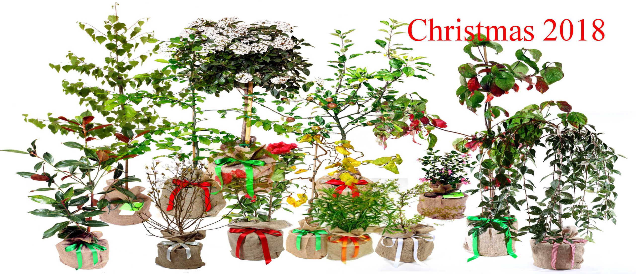 Christmas Trees Direct Christmas Trees Direct